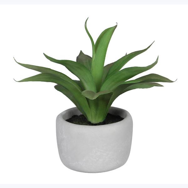 Agave in Cement Pot